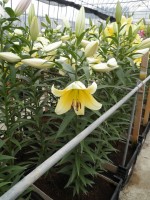 [1752 Catina No02.JPG]